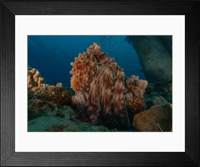Framed Print : Octopus king of camouflage in the Red Sea, Eilat Israel Framed Print : Octopus king of camouflage in the Red Sea, Eilat Israel