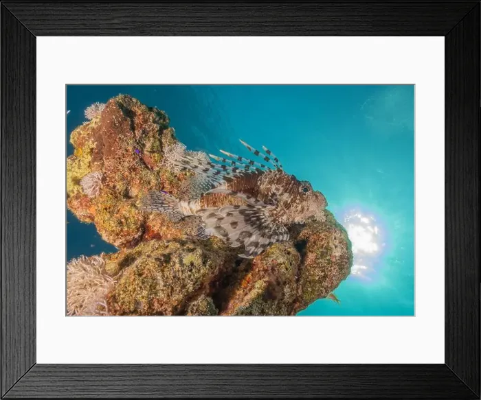 Framed Print : Lionfish in the Red Sea colorful fish, Eilat Israel Framed Print : Lionfish in the Red Sea colorful fish, Eilat Israel
