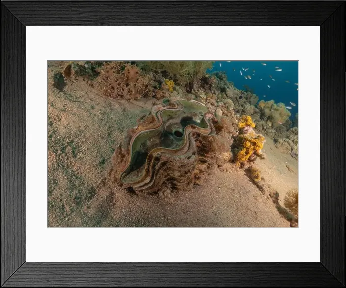 Framed Print : Giant Clam in the Red Sea Colorful and beautiful, Eilat Israel Framed Print : Giant Clam in the Red Sea Colorful and beautiful, Eilat Israel
