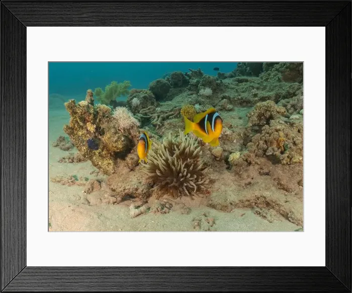 Framed Print : Clown-fish anemonefish in the Red Sea Colorful and beautiful, Eilat Israel Framed Print : Clown-fish anemonefish in the Red Sea Colorful and beautiful, Eilat Israel