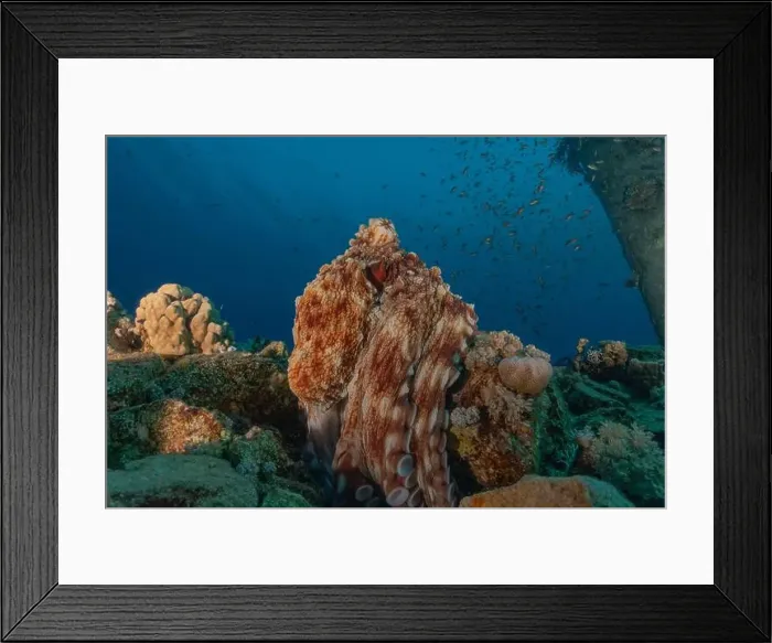 Framed Print : Octopus king of camouflage in the Red Sea, Eilat Israel Framed Print : Octopus king of camouflage in the Red Sea, Eilat Israel