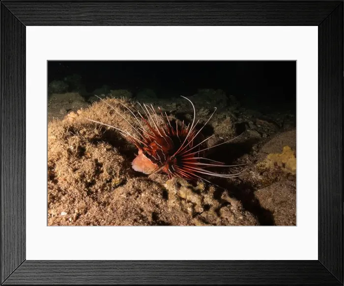Framed Print : Lionfish in the Red Sea colorful fish, Eilat Israel Framed Print : Lionfish in the Red Sea colorful fish, Eilat Israel