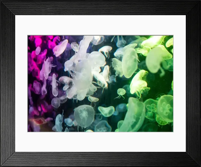 Framed Print : aquarium jellyfish in the tank Framed Print : aquarium jellyfish in the tank
