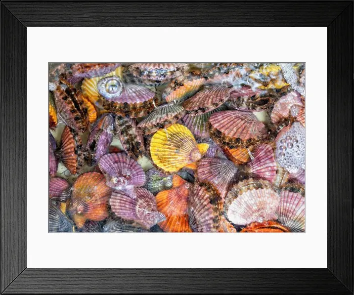 Framed Print : Natural colorful background with alive different types of mollusks Framed Print : Natural colorful background with alive different types of mollusks