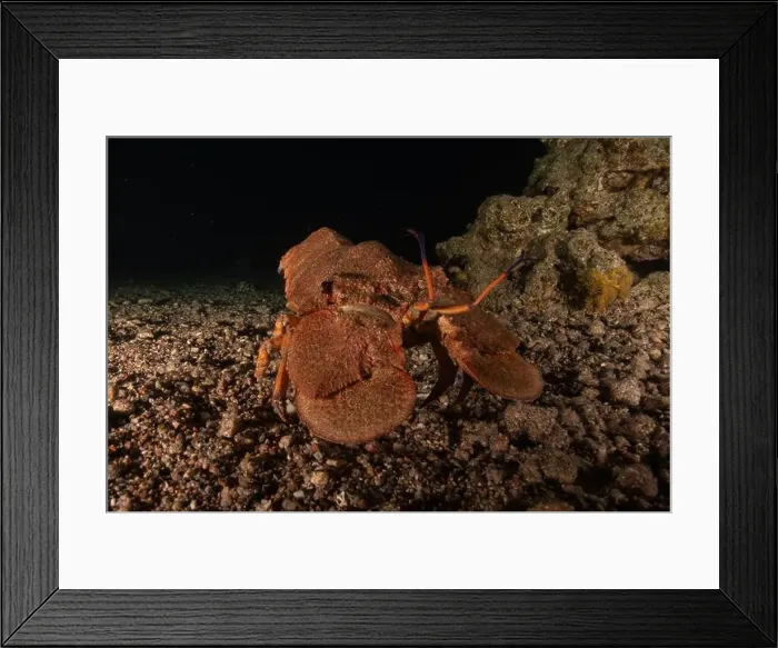 Framed Print : Lobster at the Red Sea Colorful and beautiful, Eilat Israel