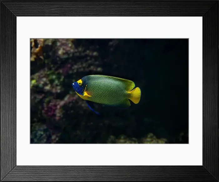 Framed Print : Blue faced angelfish Pomacanthus xanthometopon in a coral reef Framed Print : Blue faced angelfish Pomacanthus xanthometopon in a coral reef