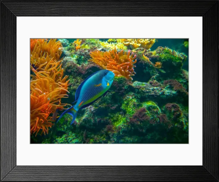 Framed Print : Sohal surgeonfish [Acanthurus sohal] of family Acanthuridae from Red Sea in Egypt