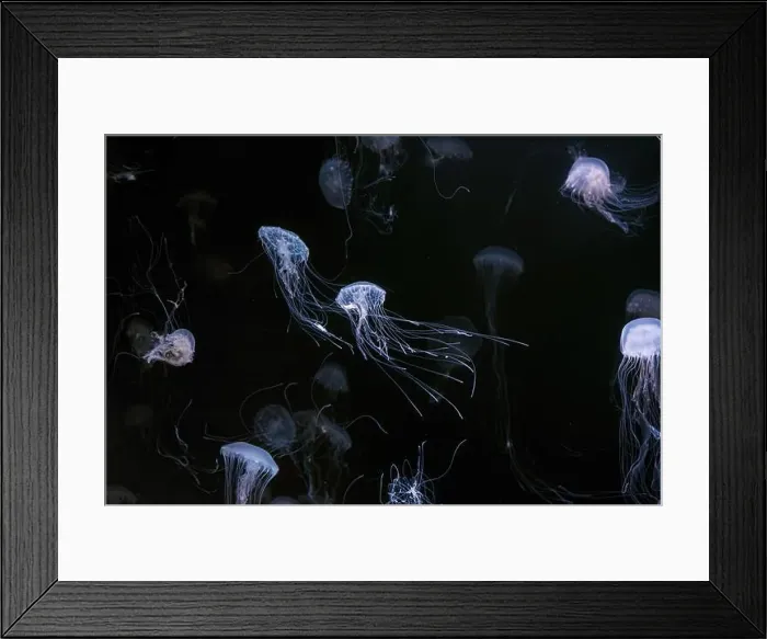 Framed Print : Group of Atlantic sea nettle, Chrysaora quinquecirrha Framed Print : Group of Atlantic sea nettle, Chrysaora quinquecirrha