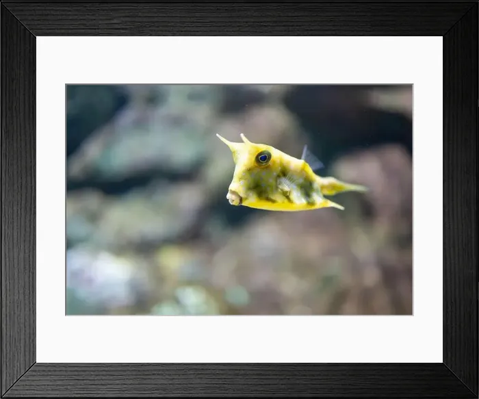 Framed Print : Yellow boxfish or Cubicus boxfish in a tank Framed Print : Yellow boxfish or Cubicus boxfish in a tank