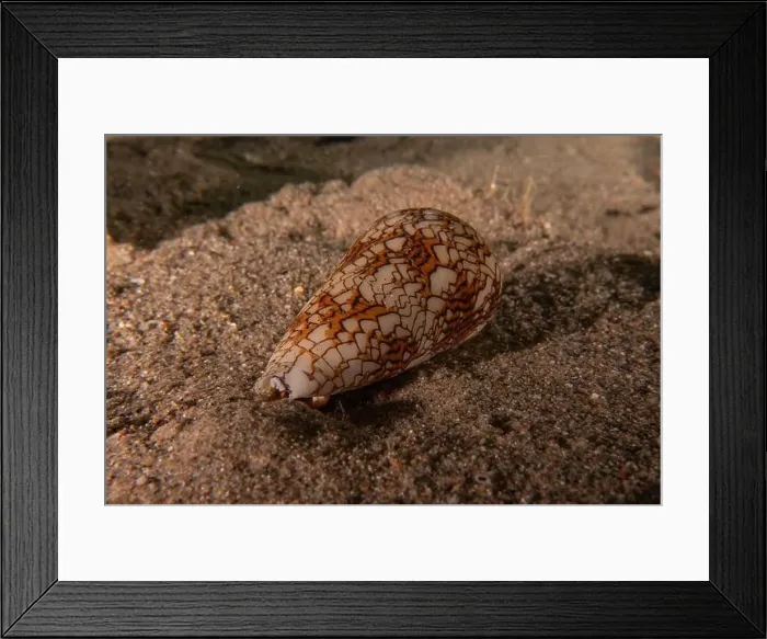 Framed Print : Conus Textile On the seabed in the Red Sea, Eilat Israel Framed Print : Conus Textile On the seabed in the Red Sea, Eilat Israel
