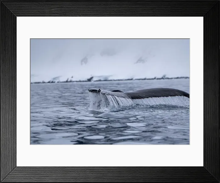 Framed Print : View of humpback whale tail in the Southern Ocean, Anrarctica Framed Print : View of humpback whale tail in the Southern Ocean, Anrarctica