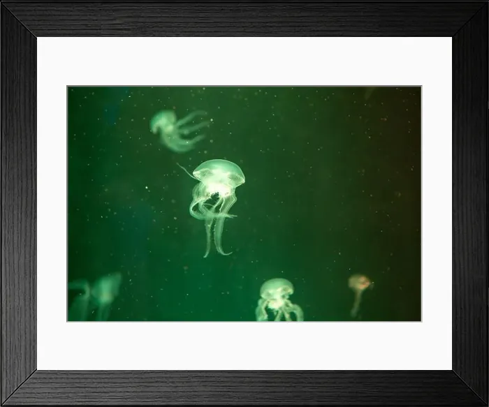 Framed Print : aquarium jellyfish in the tank Framed Print : aquarium jellyfish in the tank