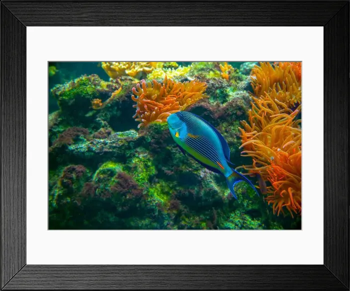 Framed Print : Sohal surgeonfish [Acanthurus sohal] of family Acanthuridae from Red Sea in Egypt