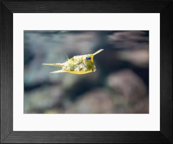Framed Print : Yellow boxfish or Cubicus boxfish in a tank Framed Print : Yellow boxfish or Cubicus boxfish in a tank
