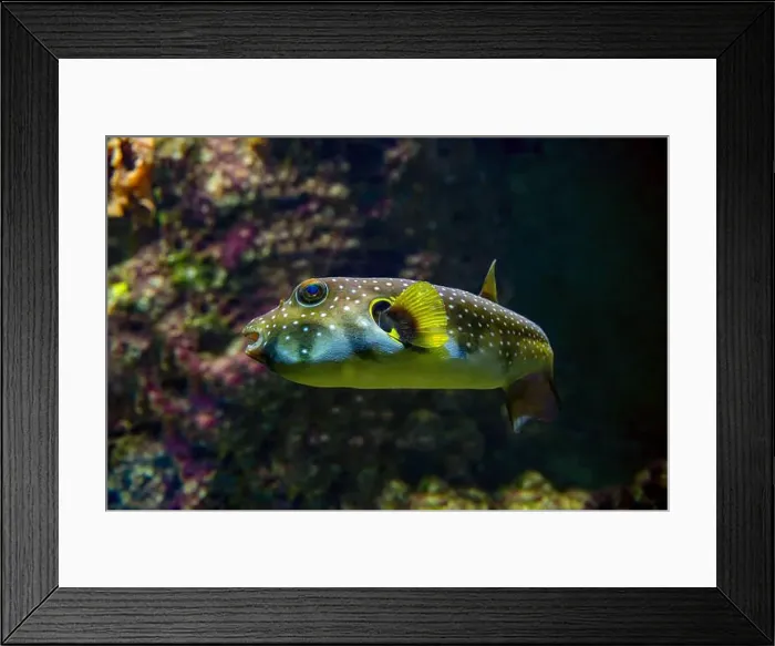 Framed Print : White-spotted puffer, Whitespotted blaasop or Stripedbelly blowfish (Arothron hispidus) Framed Print : White-spotted puffer, Whitespotted blaasop or Stripedbelly blowfish (Arothron hispidus)