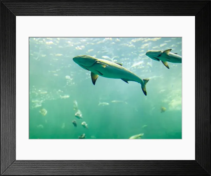 Framed Print : fish for big fish tank in the tank