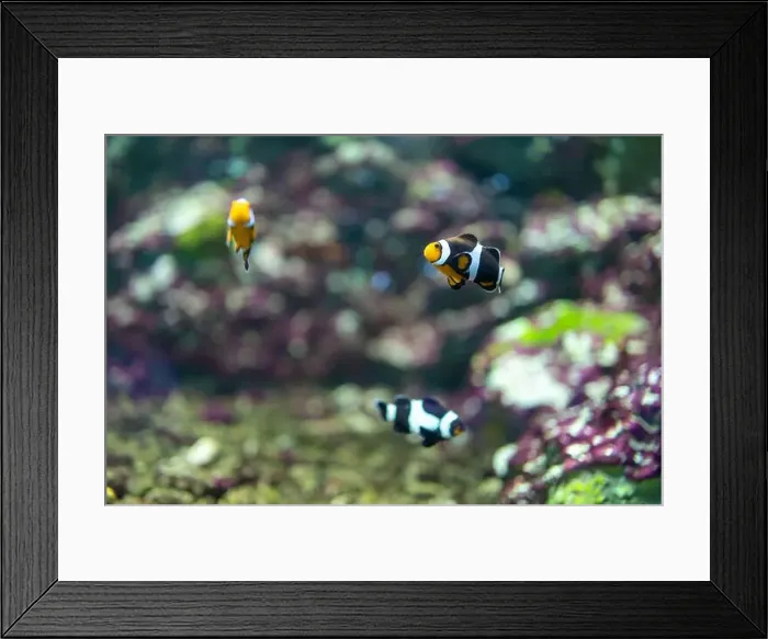 Framed Print : anemonefish in the tank Framed Print : anemonefish in the tank