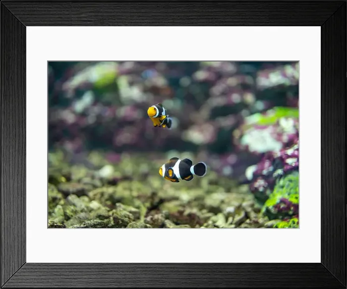 Framed Print : anemonefish in the tank Framed Print : anemonefish in the tank