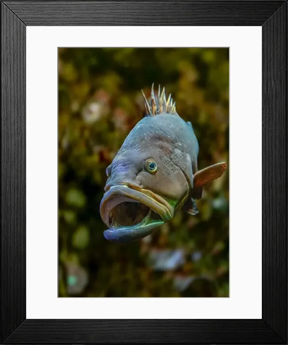 Framed Print : Dusky Grouper, (Epinephelus marginatus) also called Yellowbelly grouper. Side view Framed Print : Dusky Grouper, (Epinephelus marginatus) also called Yellowbelly grouper. Side view