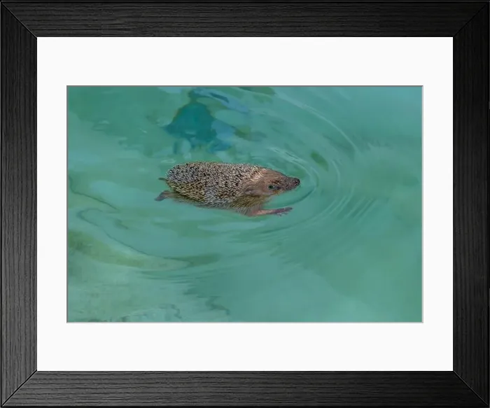 Framed Print : A hedgehog cools down from the summer heat by bathing in the water of a swimming pool