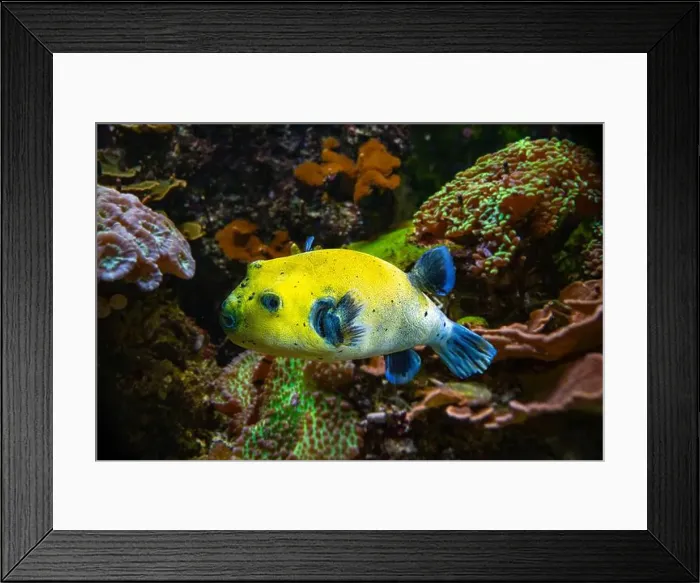 Framed Print : Yellow Blackspotted Puffer Or Dog-faced Puffer Fish Arothron Nigropunctatus Swimming In Water Framed Print : Yellow Blackspotted Puffer Or Dog-faced Puffer Fish Arothron Nigropunctatus Swimming In Water