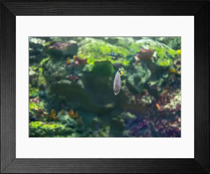 Framed Print : spotted wrasse fish in the tank Framed Print : spotted wrasse fish in the tank