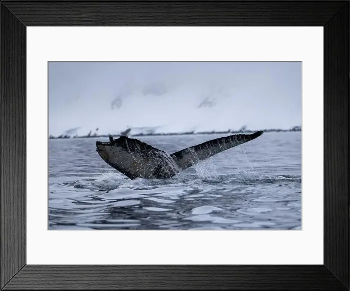 Framed Print : View of humpback whale tail in the Southern Ocean, Anrarctica Framed Print : View of humpback whale tail in the Southern Ocean, Anrarctica