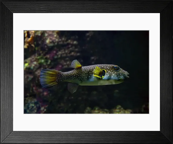Framed Print : White-spotted puffer, Whitespotted blaasop or Stripedbelly blowfish (Arothron hispidus) Framed Print : White-spotted puffer, Whitespotted blaasop or Stripedbelly blowfish (Arothron hispidus)