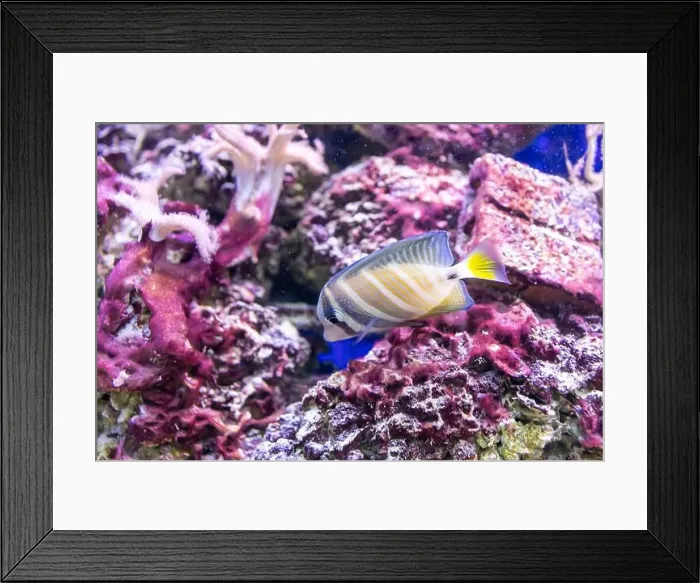 Framed Print : spotted wrasse fish in the tank Framed Print : spotted wrasse fish in the tank