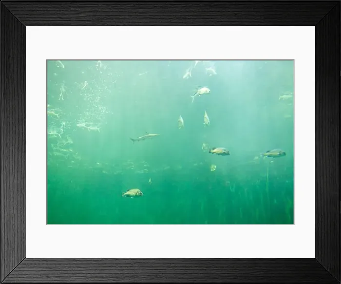 Framed Print : fish for big fish tank in the tank