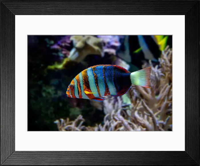 Framed Print : Harlequin tuskfish (Lienardella fasciata or Choedoron fasciatus) is a marine fish native to western Pacific Ocean Framed Print : Harlequin tuskfish (Lienardella fasciata or Choedoron fasciatus) is a marine fish native to western Pacific Ocean