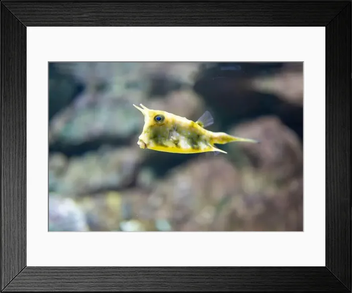 Framed Print : Yellow boxfish or Cubicus boxfish in a tank Framed Print : Yellow boxfish or Cubicus boxfish in a tank