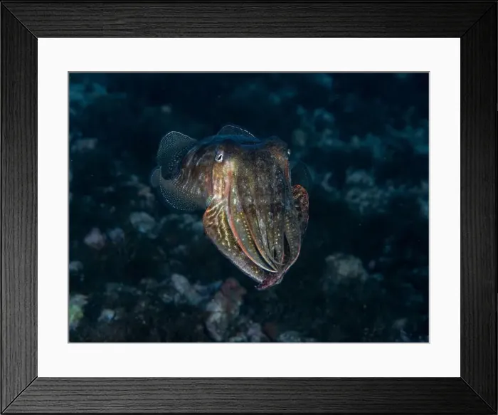 Framed Print : A cuttlefish underwater in the sea (Sepia officinalis) Framed Print : A cuttlefish underwater in the sea (Sepia officinalis)