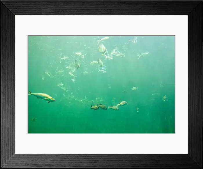 Framed Print : fish for big fish tank in the tank Framed Print : fish for big fish tank in the tank