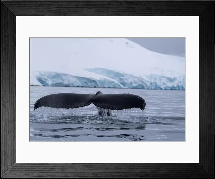 Framed Print : View of humpback whale tail in the Southern Ocean, Anrarctica Framed Print : View of humpback whale tail in the Southern Ocean, Anrarctica