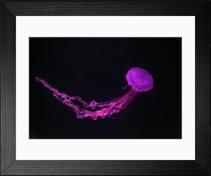 Framed Print : Purple striped Jellyfish or Chrysaora colorata swimming in dark water of aquarium tank illuminated with pink neon light Framed Print : Purple striped Jellyfish or Chrysaora colorata swimming in dark water of aquarium tank illuminated with pink neon light
