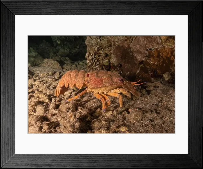 Framed Print : Lobster at the Red Sea Colorful and beautiful, Eilat Israel Framed Print : Lobster at the Red Sea Colorful and beautiful, Eilat Israel