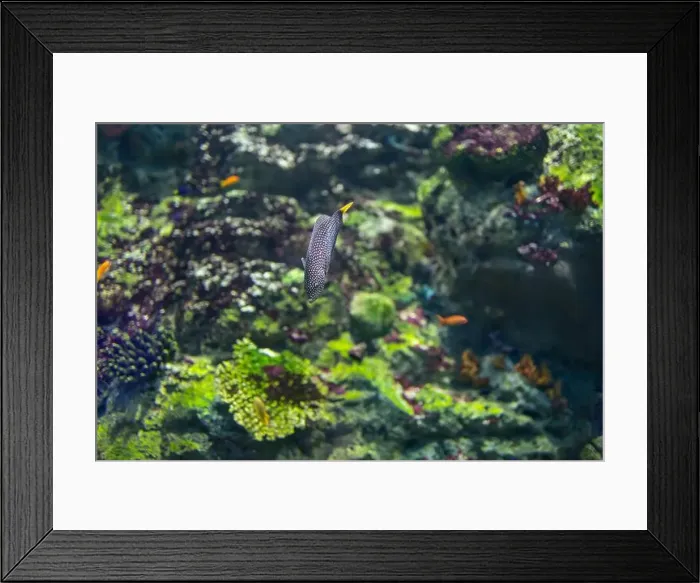 Framed Print : spotted wrasse fish in the tank Framed Print : spotted wrasse fish in the tank