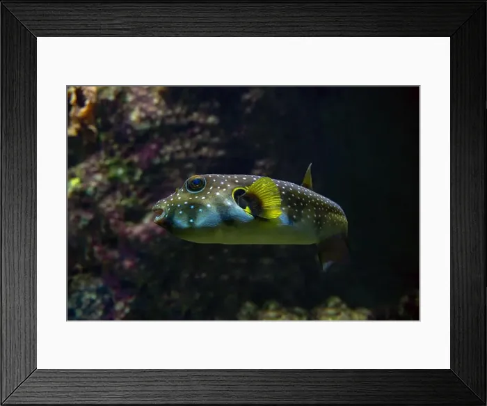 Framed Print : White-spotted puffer, Whitespotted blaasop or Stripedbelly blowfish (Arothron hispidus) Framed Print : White-spotted puffer, Whitespotted blaasop or Stripedbelly blowfish (Arothron hispidus)