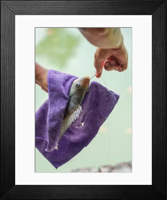 Framed Print : Angler hand holding Nile tilapia fish or Oreochromis nilotica fishing hooked in towel Framed Print : Angler hand holding Nile tilapia fish or Oreochromis nilotica fishing hooked in towel