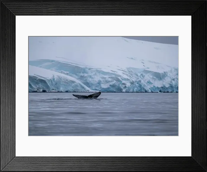 Framed Print : View of humpback whale tail in the Southern Ocean, Anrarctica Framed Print : View of humpback whale tail in the Southern Ocean, Anrarctica