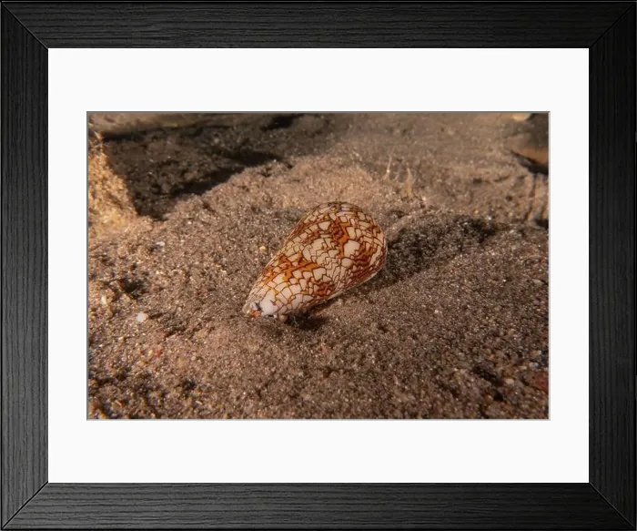 Framed Print : Conus Textile On the seabed in the Red Sea, Eilat Israel Framed Print : Conus Textile On the seabed in the Red Sea, Eilat Israel