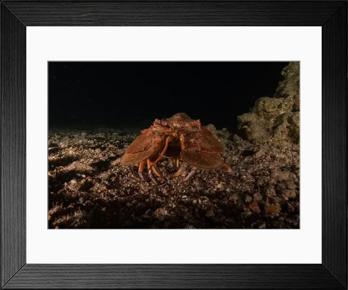 Framed Print : Lobster at the Red Sea Colorful and beautiful, Eilat Israel