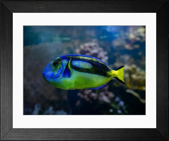 Framed Print : Blue Tang, Blue Hippo Tang or Palete Surgeonfish (Paracanthurus hepatus) Framed Print : Blue Tang, Blue Hippo Tang or Palete Surgeonfish (Paracanthurus hepatus)