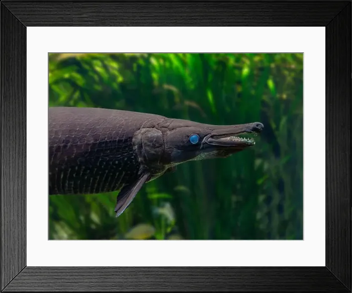 Framed Print : Sterlet (Acipenser ruthenus), Baden-Wuerttemberg, Germany, Europe Framed Print : Sterlet (Acipenser ruthenus), Baden-Wuerttemberg, Germany, Europe