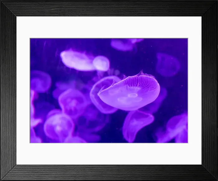 Framed Print : aquarium jellyfish in the tank Framed Print : aquarium jellyfish in the tank