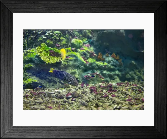 Framed Print : spotted wrasse fish in the tank Framed Print : spotted wrasse fish in the tank