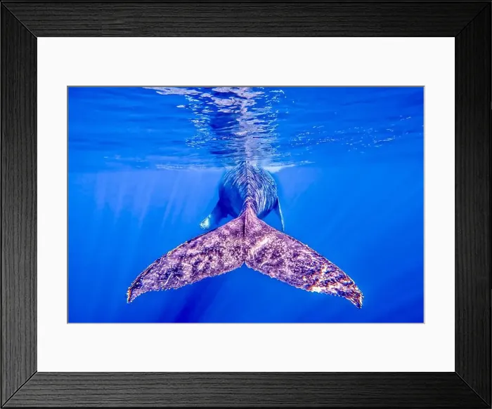 Framed Print : Underwater life of mayotte lagoon