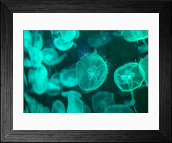 Framed Print : aquarium jellyfish in the tank Framed Print : aquarium jellyfish in the tank