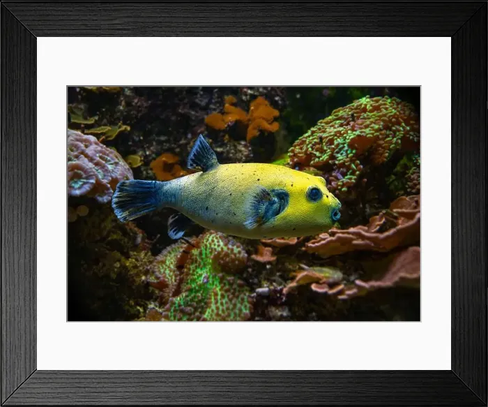 Framed Print : Yellow Blackspotted Puffer Or Dog-faced Puffer Fish Arothron Nigropunctatus Swimming In Water